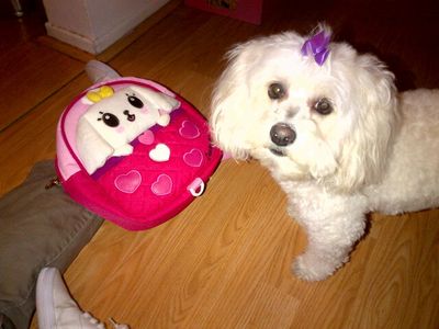 Blanche DuBois Sharp prepares to use her look-alike bag on the town.