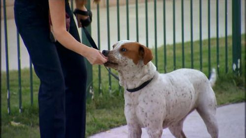 Victoria Stilwell and Peanut Butter in It's Me or the Dog (2008)