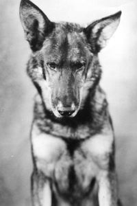 Rin Tin Tin