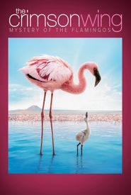 The Crimson Wing: Mystery of the Flamingos