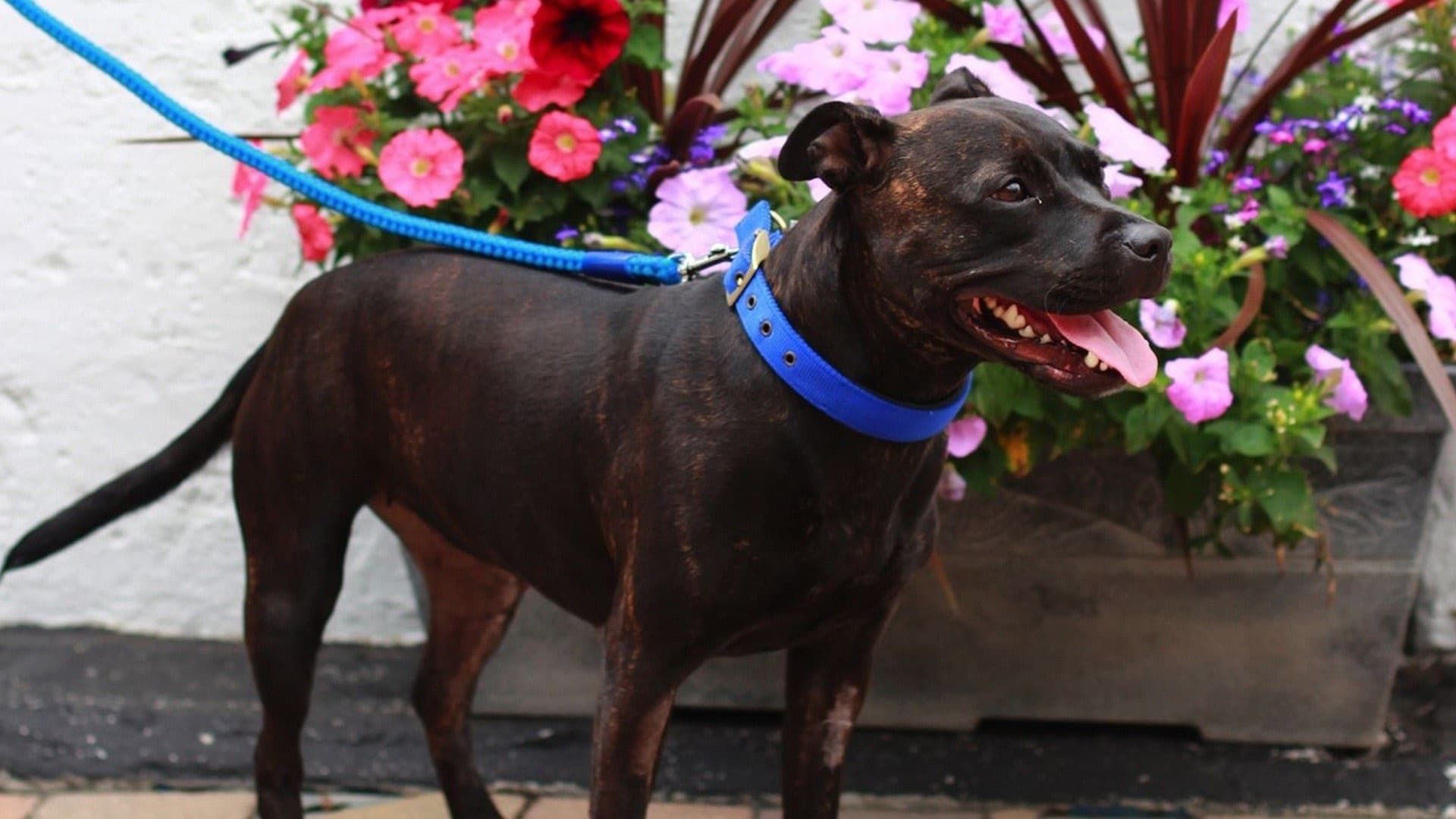 Paul O'Grady: For the Love of Dogs background