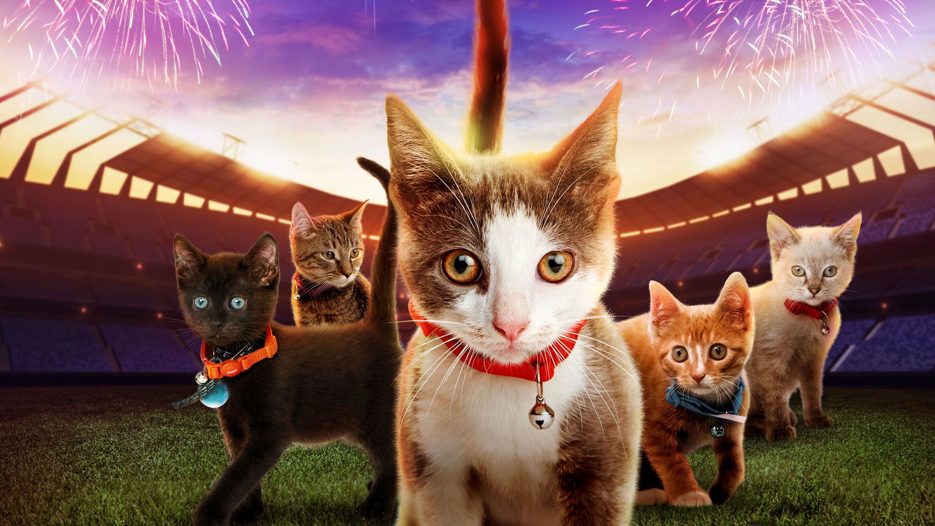 Kitten Bowl VII background