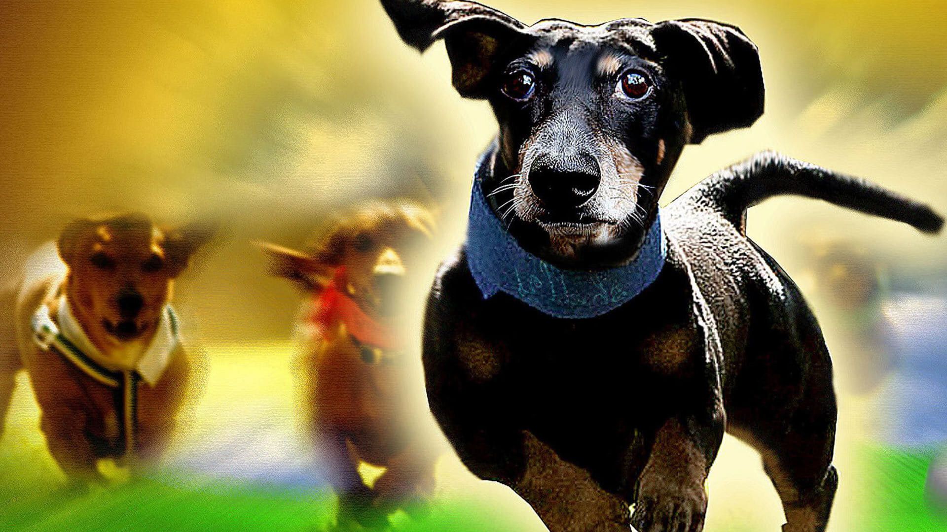 Wiener Dog Nationals background