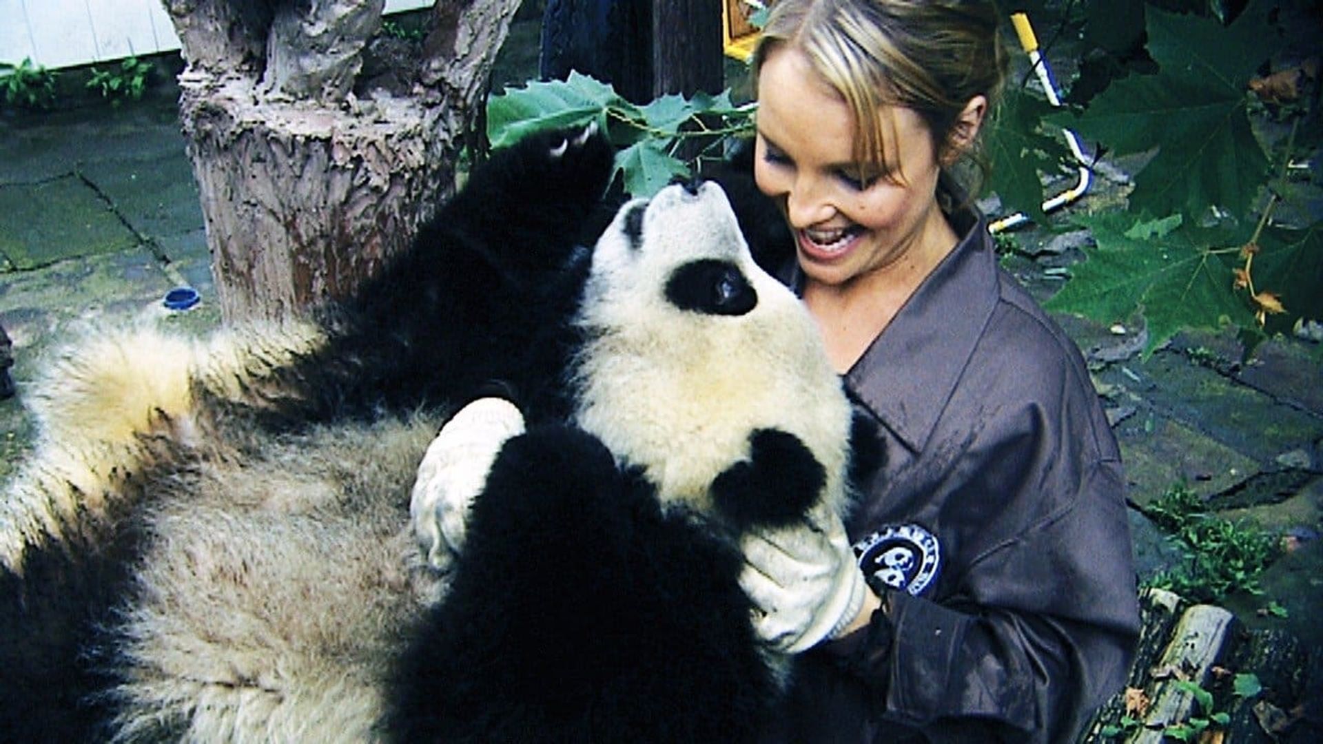 Sneezing Baby Panda: The Movie background