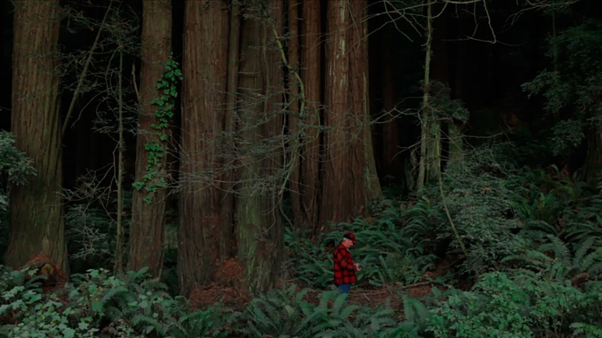 Behind the Redwood Curtain background