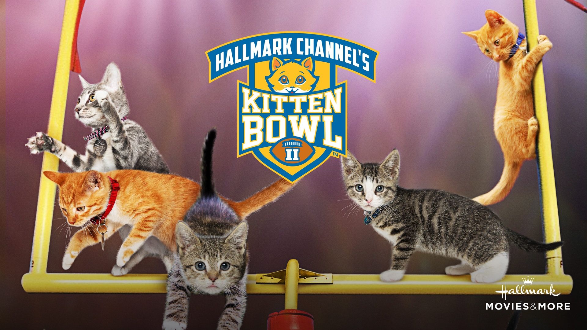 Kitten Bowl II background