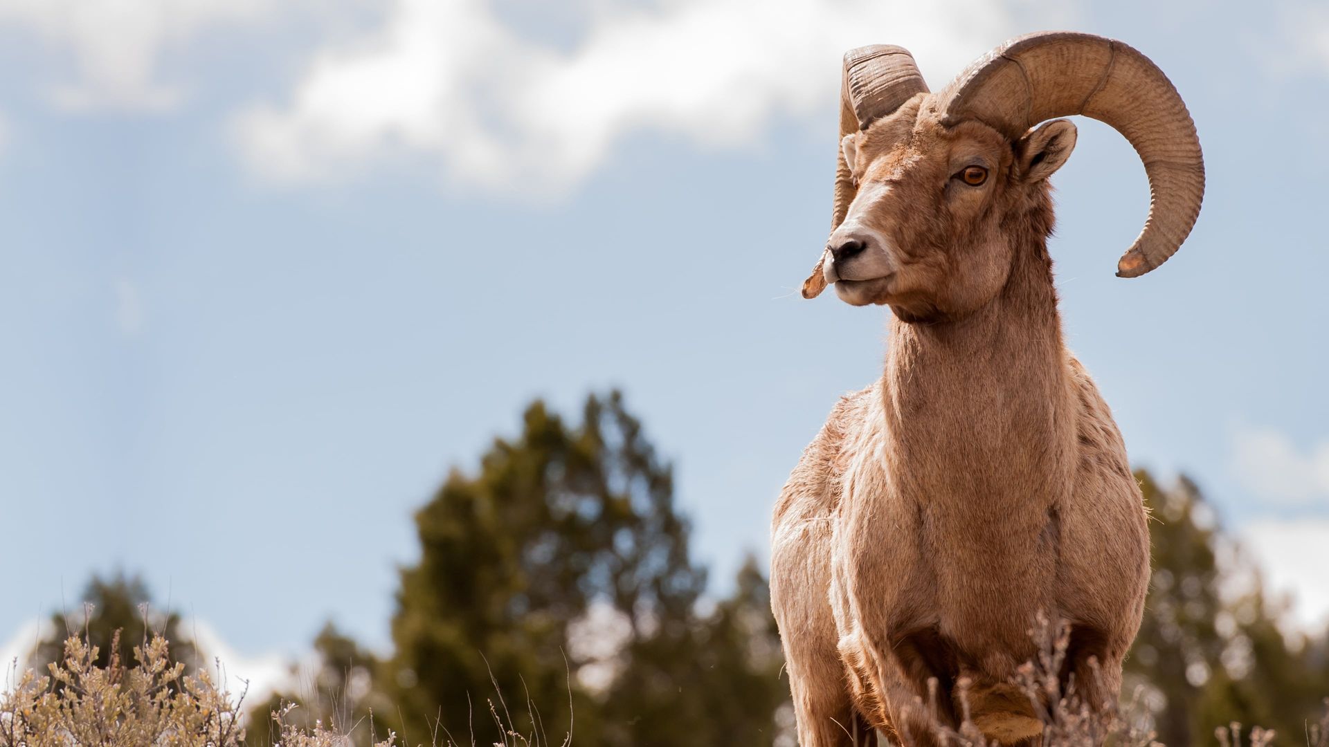 America's Greatest Animals background