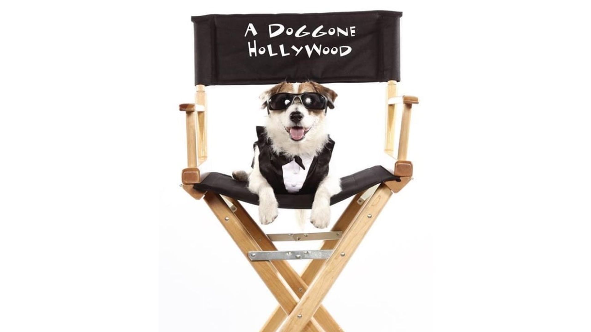 A Doggone Hollywood background