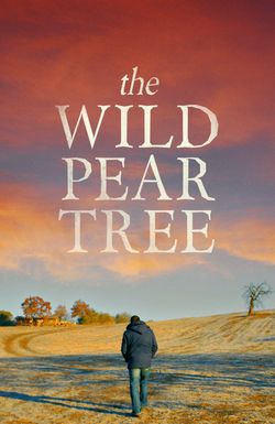 The Wild Pear Tree