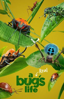 A Real Bug's Life