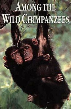 Among the Wild Chimpanzees