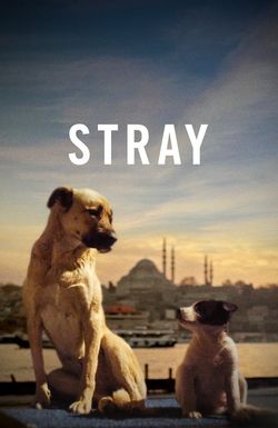 Stray