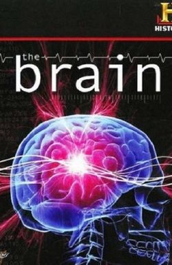 The Brain