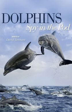 Dolphins: Spy in the Pod