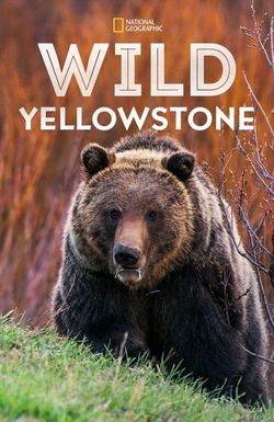 Wild Yellowstone