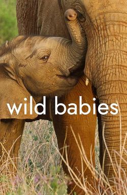 Wild Babies