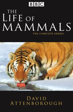 The Life of Mammals