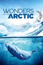 Wonders of the Arctic 3D