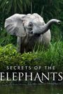 Secrets of the Elephants