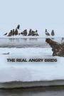 The Real Angry Birds