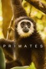 Primates