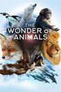 The Wonder of Animals